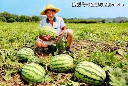 乾龙路边吃瓜,揭秘街头美食背后的故事