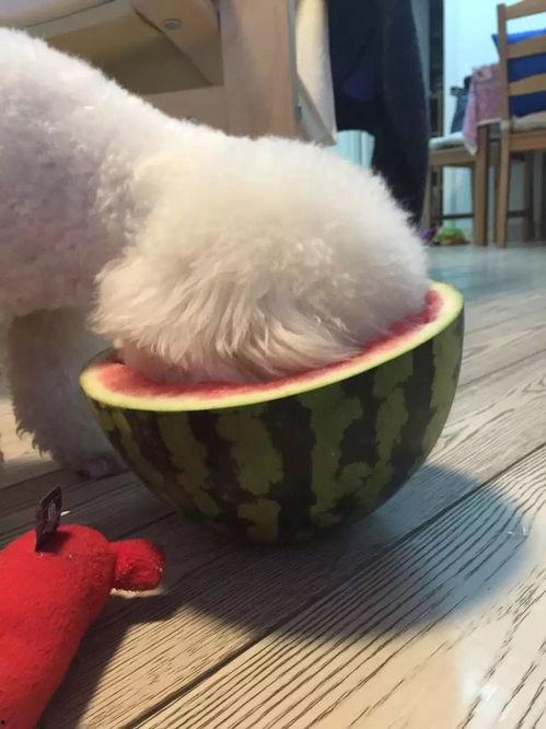 宠物狗吃瓜趣事,萌宠趣味一箩筐