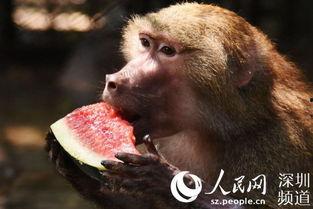 找瓜吃的动物,跟随找瓜动物的足迹