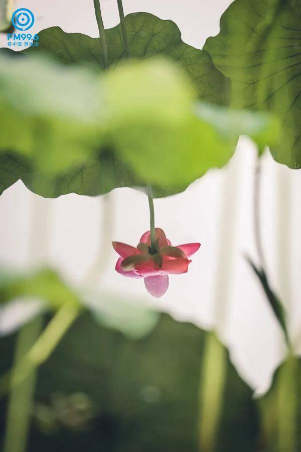 赏雨吃瓜读书的音乐,乐享书韵——赏雨吃瓜读书的音乐之旅