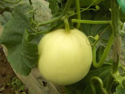 给孩子吃小白瓜,小白瓜美食攻略