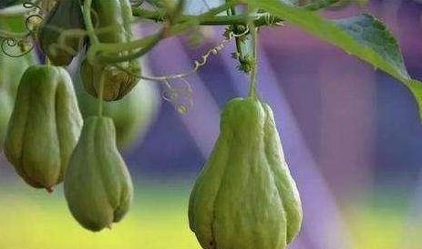 佛手瓜 直接吃,天然美味，直接食用即可享受的健康之选